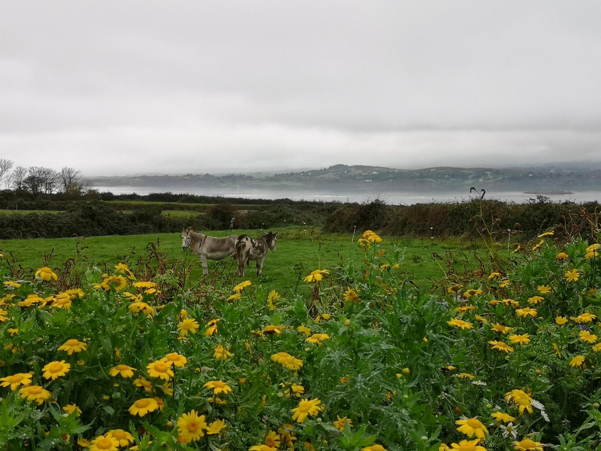 Roaringwater Stay Skibbereen Exterior photo